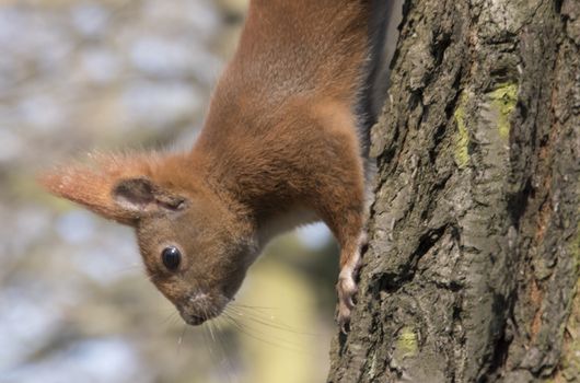 squirrel on a tree goes down close up photo