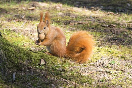 Squirrel with nut. Red rodent animal in autumn park