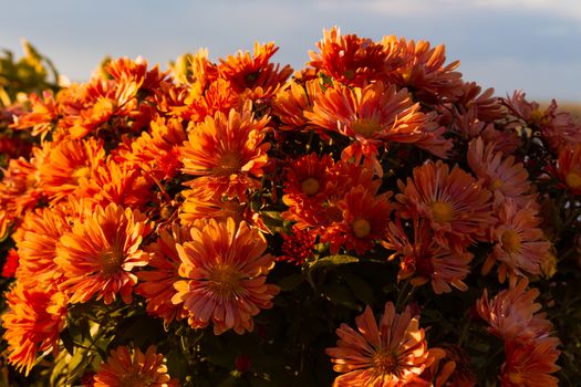 Flowerbed of red and pink flowers in sunset color on the background of the river and the berth building