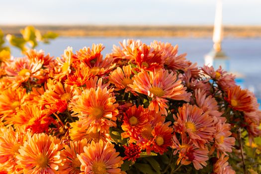 Flowerbed of red and pink flowers in sunset color on the background of the river and the berth building