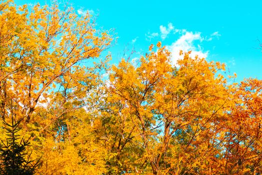 Trees with autumn yellow and orange leaves. Against the blue sky.