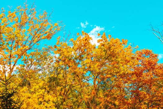 Trees with autumn yellow and orange leaves. Against the blue sky.