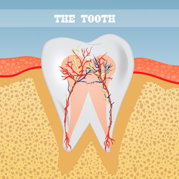 illustration of tooth anatomy
