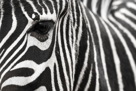 A zebra face up close. Makes a nice background.