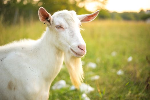 Beautiful, cute, young white goat with beard. Farm animal on a green grass background.