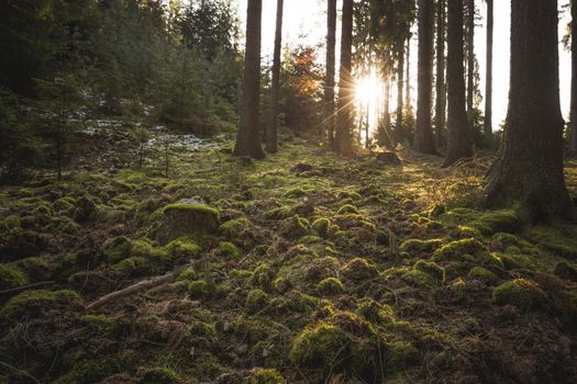 Mystic forest, ground covered of green moss. Backlit trees.