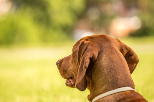 Dog looking straight, from behind showing back and rear torso