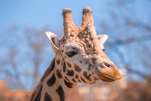 Girafe head standing in the bushveld in South Luangwa National Park, Zambia, Southern Africa