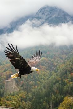 Bald Eagle in flight near Hohenwerfen Castle in Austria