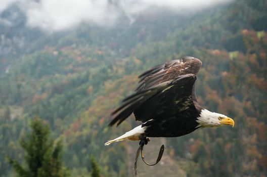 Bald Eagle in flight near Hohenwerfen Castle in Austria