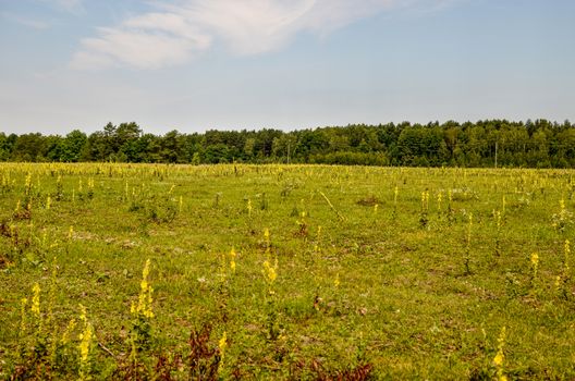 Verbascum nigrum black mullein flower and view of the meadow, pasture, Ukraine