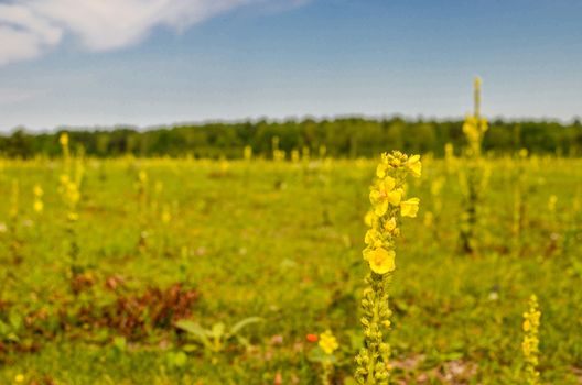 Verbascum nigrum black mullein flower and view of the meadow, pasture, Ukraine