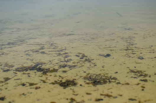 Surface of the water at the pond with water plants