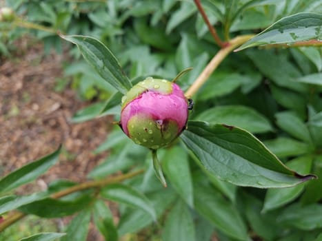 plant with green leaves and spherical pink flower bud blooming and black ant