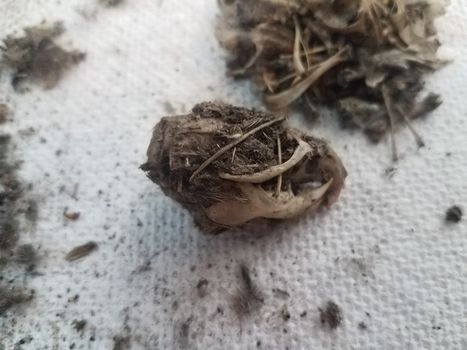 rat skull and pile of black hair from owl pellet and bones and paper towel