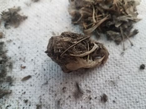 rat skull and pile of black hair from owl pellet and bones and paper towel