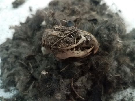 rat skull large pile of black hair from owl pellet and bones