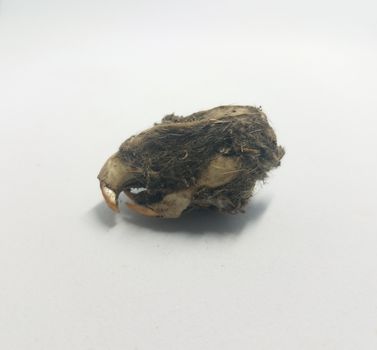 rat skull and jaw and teeth and black hair from owl pellet on white background