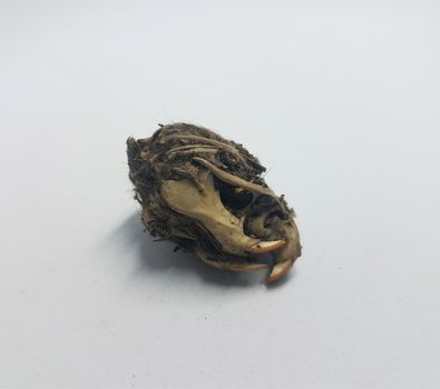 rat skull and jaw and teeth and black hair from owl pellet on white background