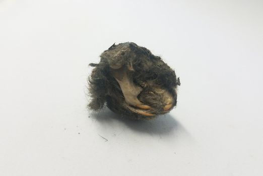 rat skull and jaw and teeth and black hair from owl pellet on white background