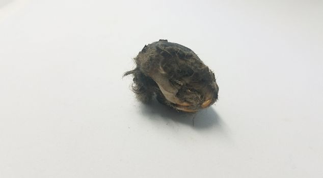 rat skull and jaw and teeth and black hair from owl pellet on white background