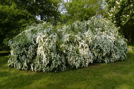 Shrub with white flowers and green grass in spring park