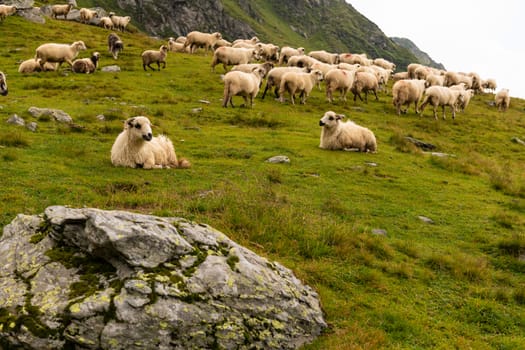 Flock of sheep grazing on green mountain slope in misty day, Carpathian Mountains, Romania.