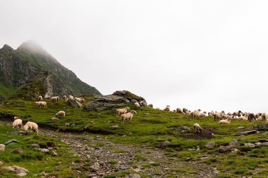 Flock of sheep grazing on green mountain slope in misty day, Carpathian Mountains, Romania.