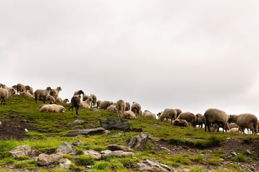 Flock of sheep grazing on green mountain slope in misty day, Carpathian Mountains, Romania.