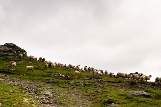 Flock of sheep grazing on green mountain slope in misty day, Carpathian Mountains, Romania.