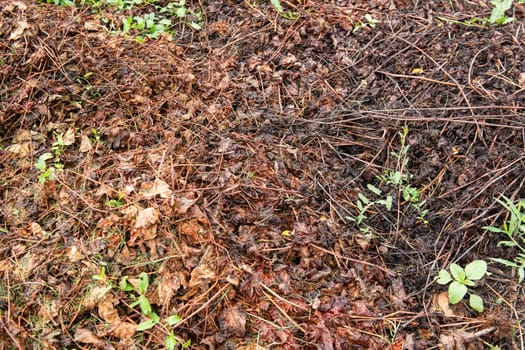 Rotten foliage texture of wet fallen leaves on dirty ground with green grass appearing. Concept of new and fresh replacing old and rotten.