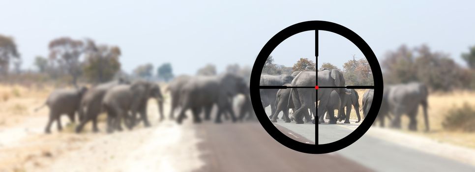 Hunting: African elephant in it's natural habitat, view of a hunter