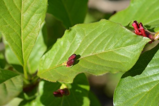 Alpine Honeysuckle - Latin name - Lonicera alpigena