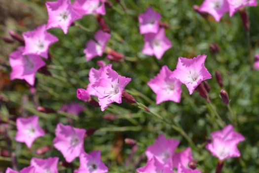 Cheddar pink Carmineus - Latin name - Dianthus gratianopolitanus Carmineus