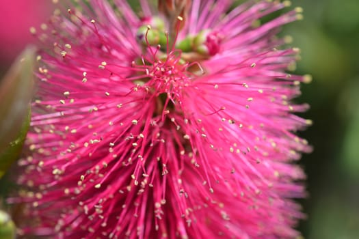 Bottlebrush Hot Pink - Latin name - Callistemon viminalis Hot Pink (Melaleuca viminalis Hot Pink)