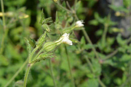 Unusual campion - Latin name - Silene paradoxa