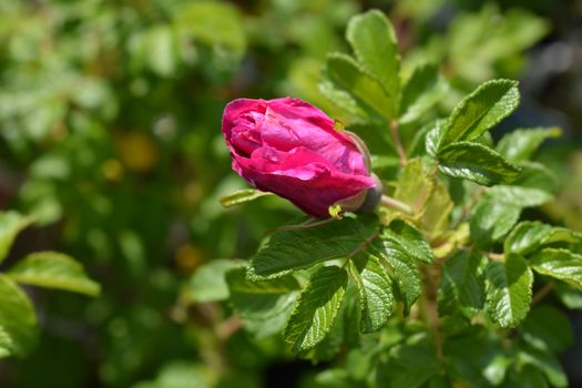 Rugosa rose - Latin name - Rosa rugosa