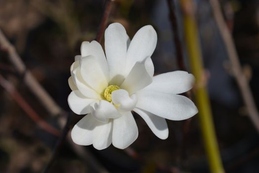 Star magnolia flower - Latin name - Magnolia stellata