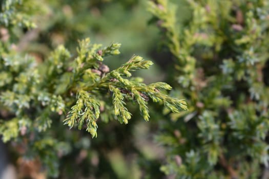 Chinese juniper Blue Alps - Latin name - Juniperus chinensis Blue Alps