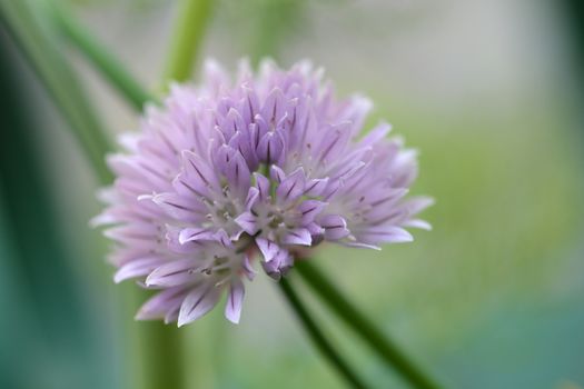 Chives flower - Latin name - Allium schoenoprasum