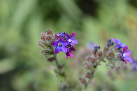 Common bugloss - Latin name - Anchusa officinalis