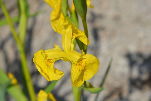 Yellow iris - Latin name - Iris pseudacorus