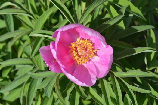 Coral peony - Latin name - Paeonia mascula