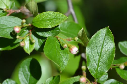 Peking cotoneaster - Latin name - Cotoneaster acutifolius