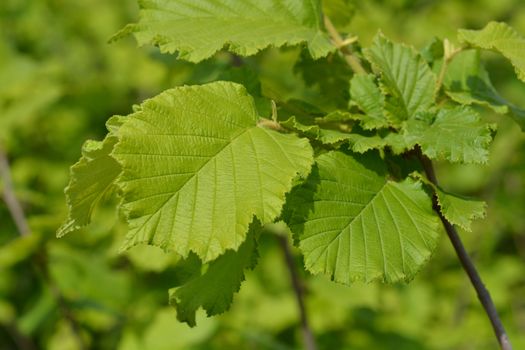 Hazel Nottingham Fruhe - Latin name - Corylus avellana Nottingham Fruhe