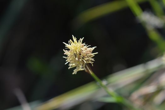 Wood sedge - Latin name - Carex sylvatica