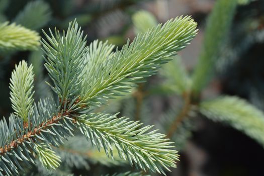 Fat Albert Colorado blue spruce - Latin name - Picea pungens Fat Albert