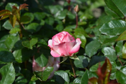 Rose La Minuette - Latin name - Rosa La Minuette