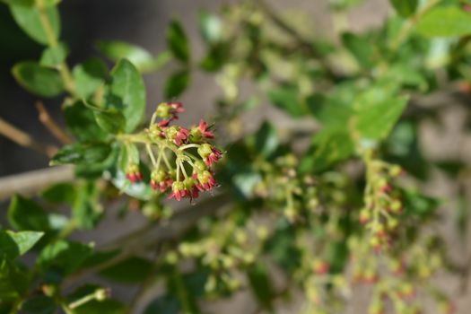 English redoul - Latin name - Coriaria myrtifolia