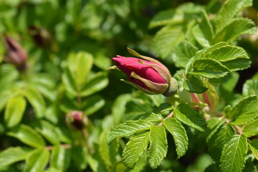 Rugosa rose - Latin name - Rosa rugosa